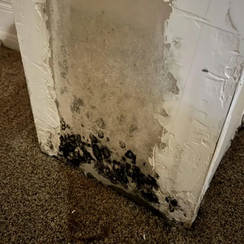 Professional Mold Removal in Hudson, OH